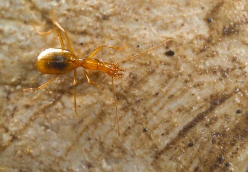 Réf. 346 271 : Aphaenops chaudoiri